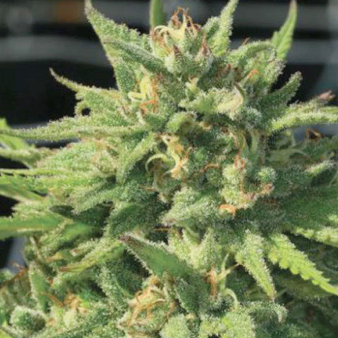 Bigfoot Glue - Feminzed - Humboldt Seed Company Seeds