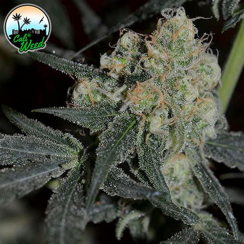 Biscotti Peach - Feminised - Cali Weed Seeds