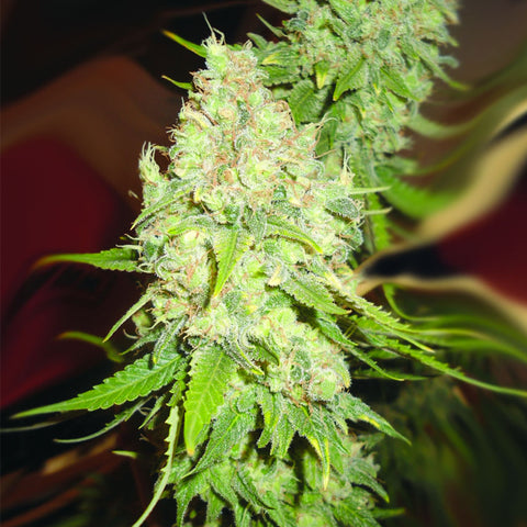 Blackberry OG CBD - Feminzed - Emerald Triangle Seeds
