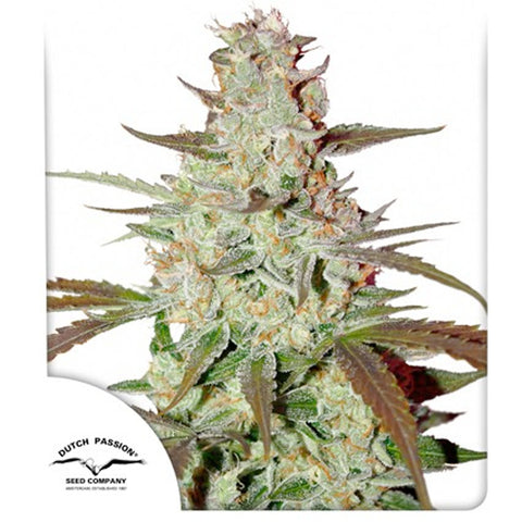 Blue Auto Mazar - Feminzed & Autoflowering - Dutch Passion Seeds