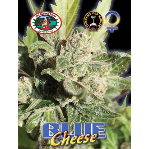 Blue Cheese - Feminised - Big Buddha Seeds