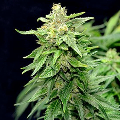 Blue Cindy - Feminized - G13 Labs Seeds