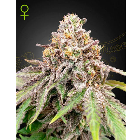 Blue Haze x Gelato #41 Auto - Feminzed & Autoflowering - Green House Seeds