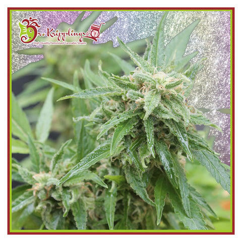 Blue Tease Auto - Autoflowering - Dr Krippling Seeds