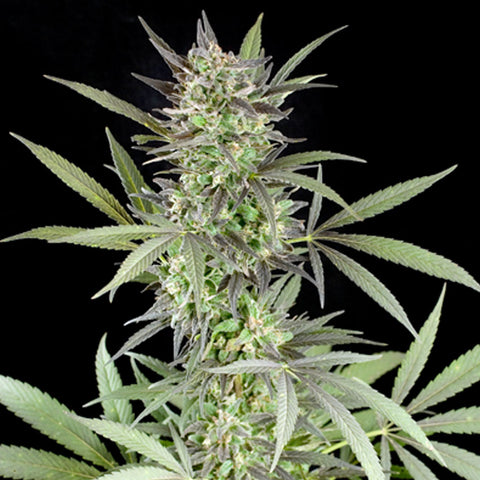 Blue Venom - Feminized - G13 Labs Seeds