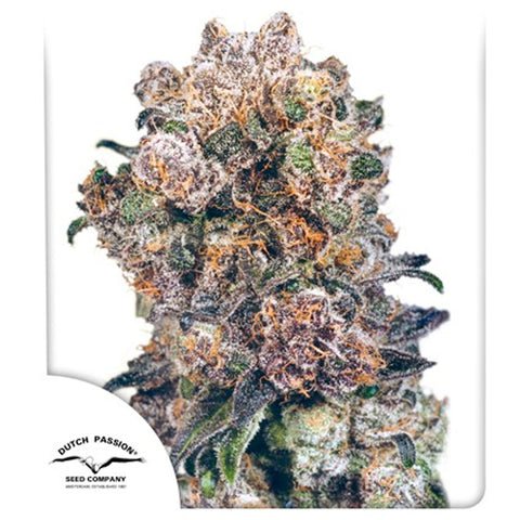 Blueberry - Feminzed - Dutch Passion Seeds