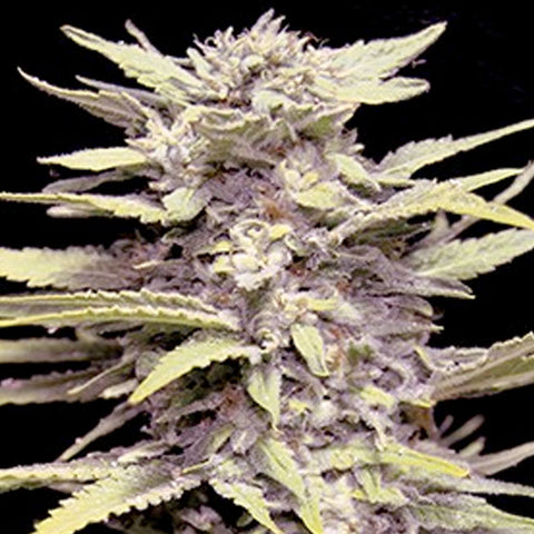 Blueberry Gum - Feminized - G13 Labs Seeds