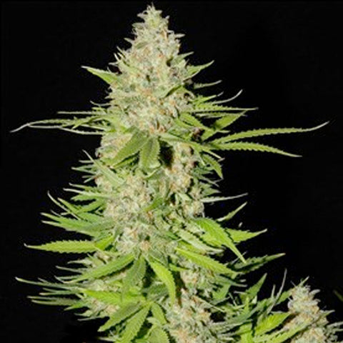 Blueberry Gum #2 - Feminized - G13 Labs Seeds