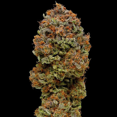 Blueberry Muffin - Feminzed - Humboldt Seed Company Seeds