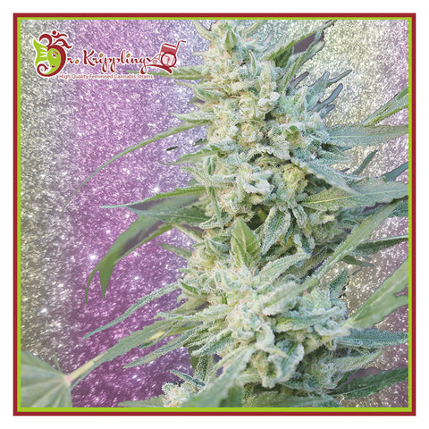 Blueberry Pot Tart - Feminised - Dr Krippling Seeds