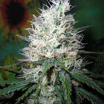 Afghani Dream Auto - Autoflowering - British Columbia Seeds
