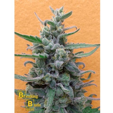 Brownie Auto - Autoflowering - Breaking Buds Seeds