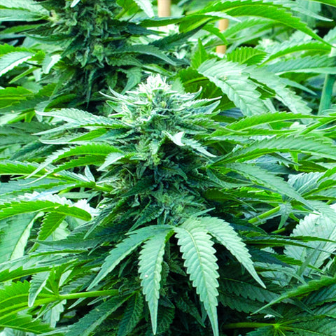 Bubba 76 - Feminzed - Emerald Triangle Seeds