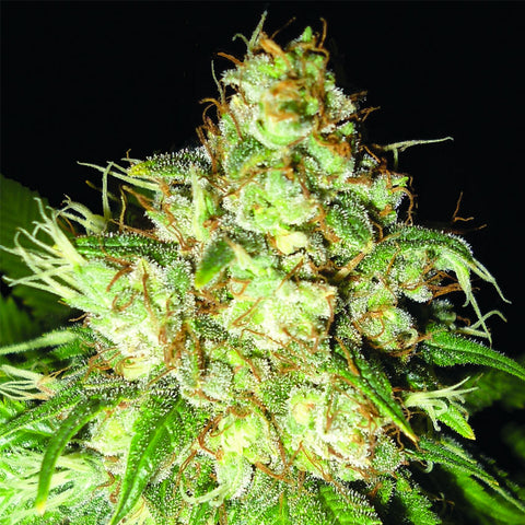 Bubba Cheese Auto - Feminzed & Autoflowering - Emerald Triangle Seeds