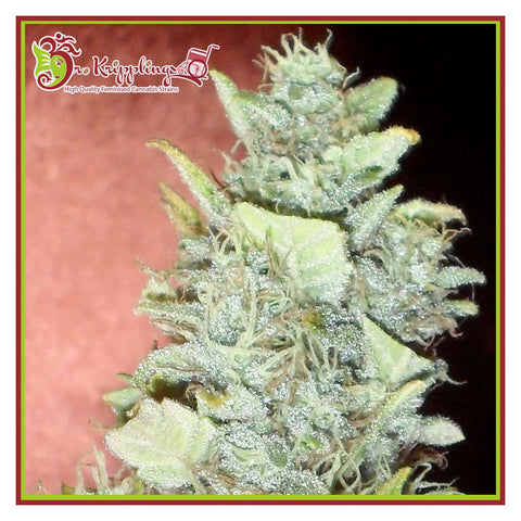 Bubba Gum Auto - Feminzed & Autoflowering - Dr Krippling Seeds
