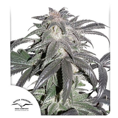Bubba Island Kush - Feminzed - Dutch Passion Seeds