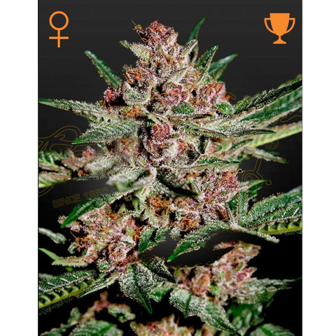 Bubba Kush - Feminzed - Green House Seeds