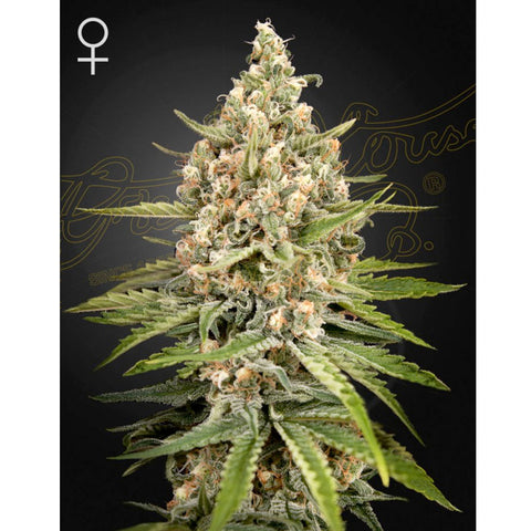 Bubba Slush - Feminzed - Green House Seeds
