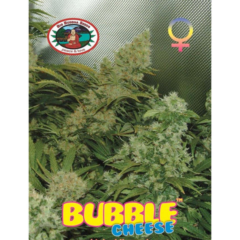 Bubble Cheese - Feminised - Big Buddha Seeds