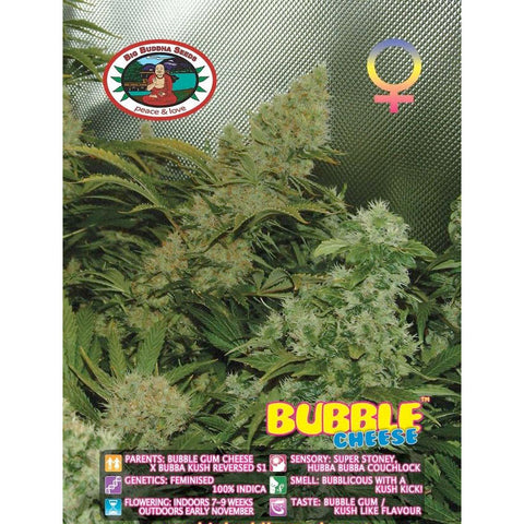 Bubble Cheese - Feminised - Big Buddha Seeds