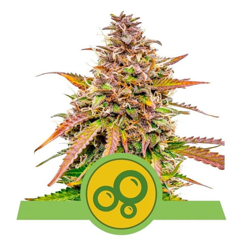 Bubble Kush Automatic - Feminzed & Autoflowering - Royal Queen Seeds