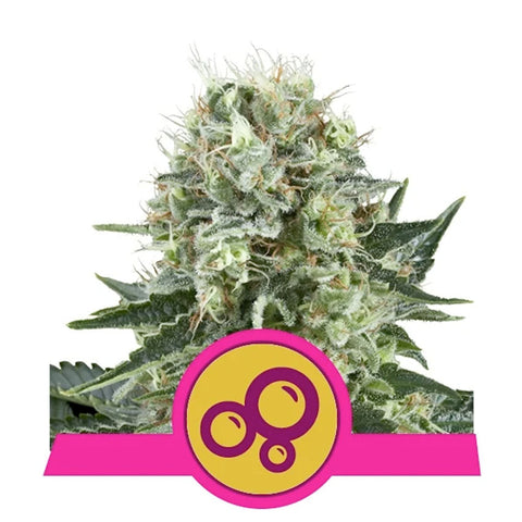Bubble Kush - Feminzed - Royal Queen Seeds