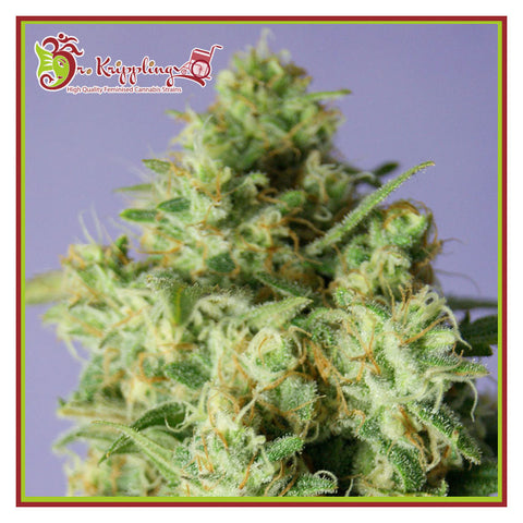 Bulk Smash Auto - Autoflowering - Dr Krippling Seeds