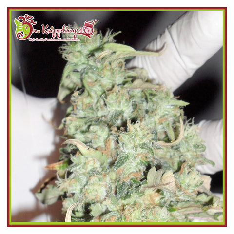 Buzz Light Gear - Feminised - Dr Krippling Seeds