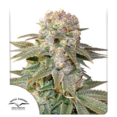 C-Vibez - Feminzed - Dutch Passion Seeds