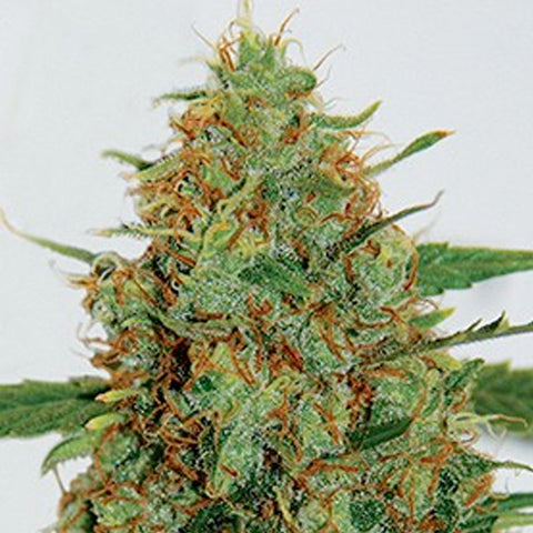 C99 - Feminized - G13 Labs Seeds