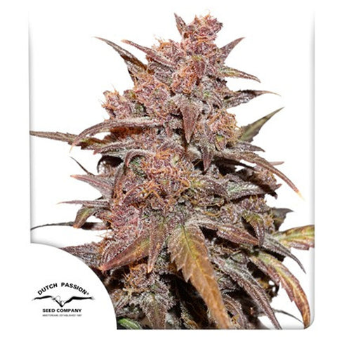 CBD Auto Blackberry Kush - Feminzed & Autoflowering - Dutch Passion Seeds