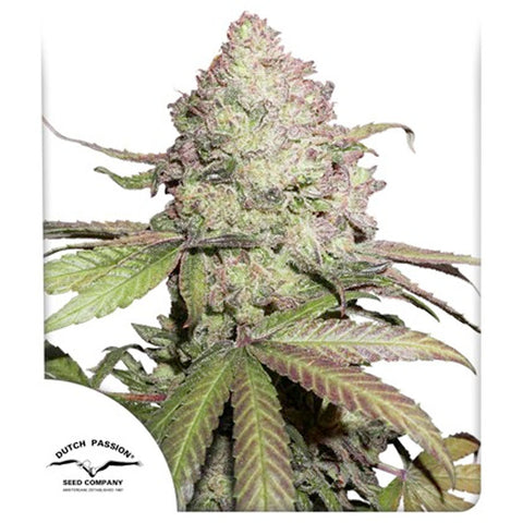 CBD Auto Charlotte's Angel - Feminzed & Autoflowering - Dutch Passion Seeds