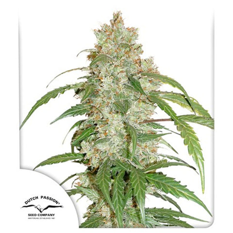 CBD Auto White Widow - Feminzed & Autoflowering - Dutch Passion Seeds