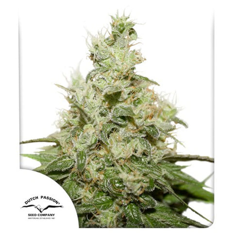 CBD Kush - Feminzed - Dutch Passion Seeds
