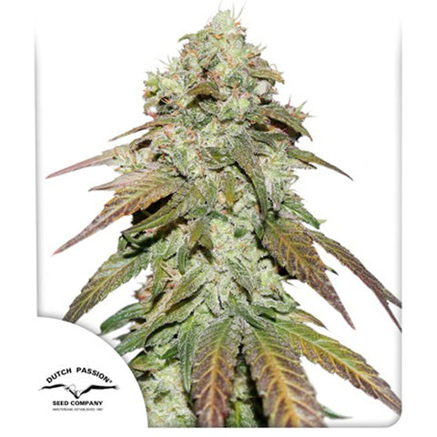 CBD Mazar - Feminzed - Dutch Passion Seeds