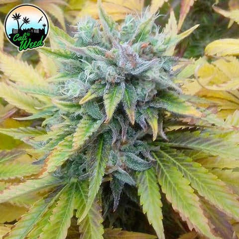 Cali Dream - Feminised - Cali Weed Seeds