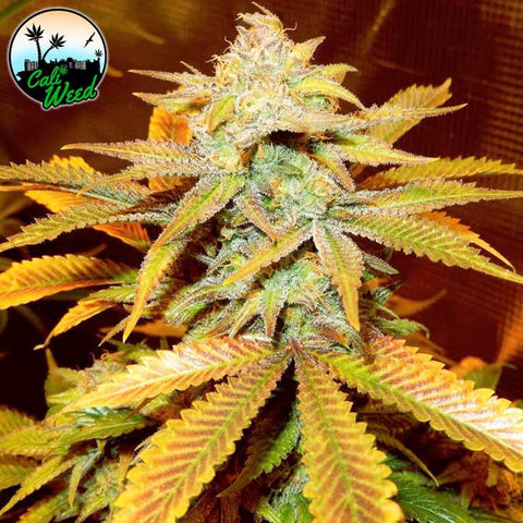 Cali Glue - Feminised - Cali Weed Seeds