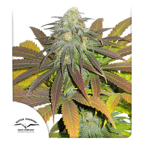 Californian Orange - Feminzed - Dutch Passion Seeds