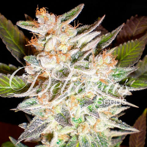 Candy Auto - Autoflowering - Delicious Seeds