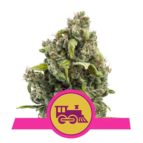 Candy Kush Express Fast Version - Feminzed - Royal Queen Seeds