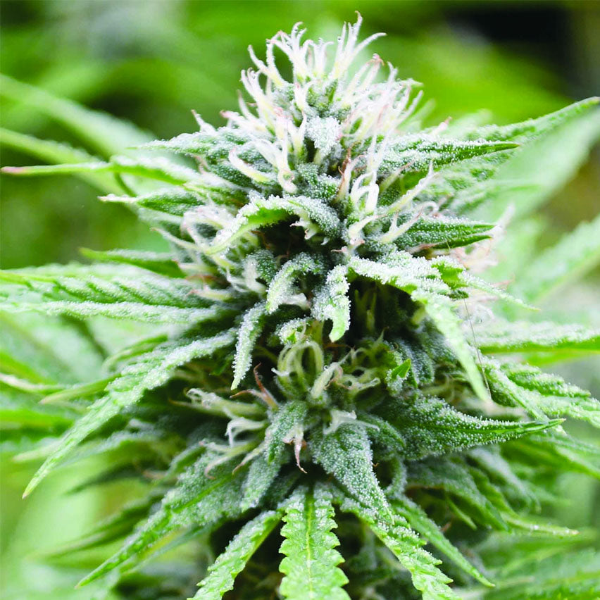 Candyland - Feminzed - Emerald Triangle Seeds – Jersey Seed Bank
