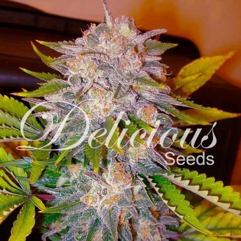 Caramelo Early Version - Feminised - Delicious Seeds