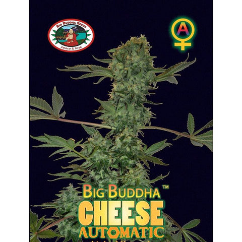 Cheese Automatic - Autoflowering - Big Buddha Seeds
