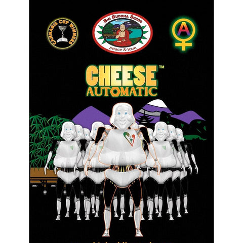 Cheese Automatic - Autoflowering - Big Buddha Seeds