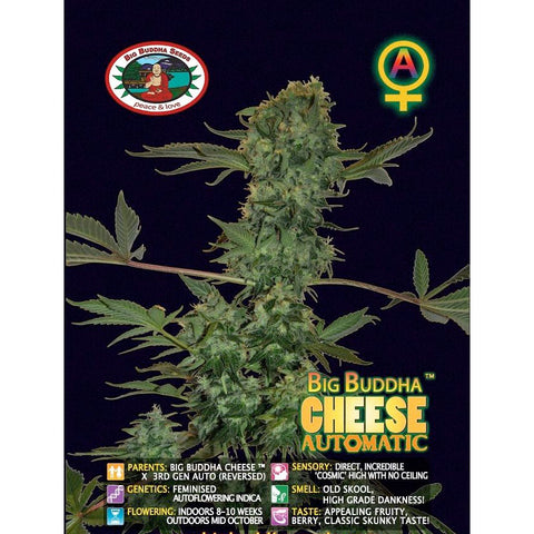 Cheese Automatic - Autoflowering - Big Buddha Seeds