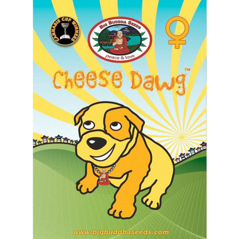Cheese Dawg - Feminised - Big Buddha Seeds