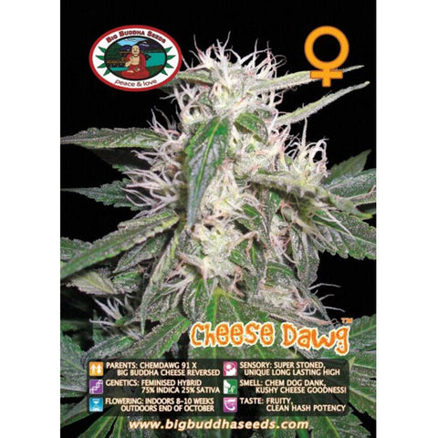 Cheese Dawg - Feminised - Big Buddha Seeds