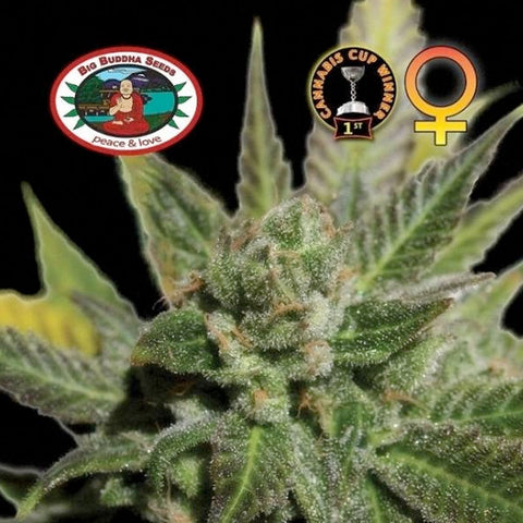 Cheese - Feminised - Big Buddha Seeds