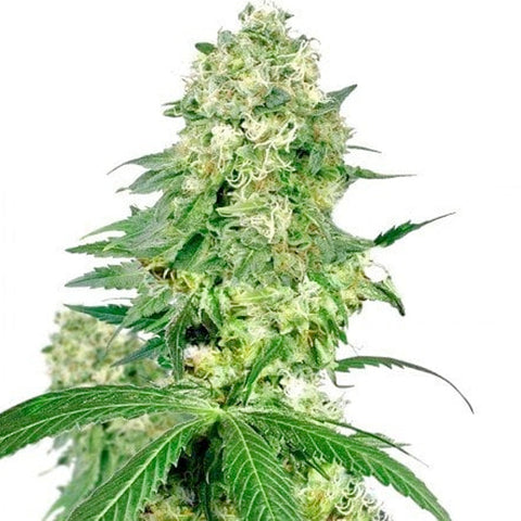Cheese - Feminised - Big Buddha Seeds