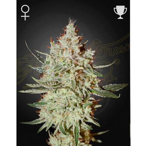 Cheese - Feminzed - Green House Seeds